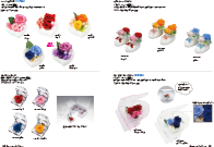 Preserved collection by VERMEILLE