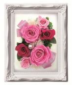 ルネッサンスフレーム　M　ピンク