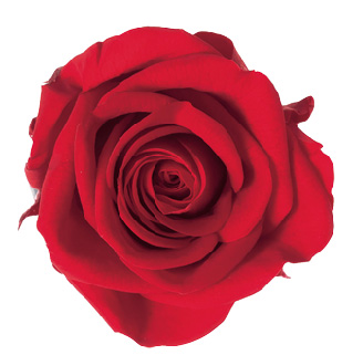 ヴェルメイユ　モナリザ3輪入 　レッド