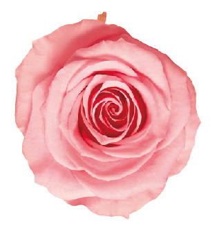 ヴェルメイユ　モナリザ3輪入 　ベイビーピンク