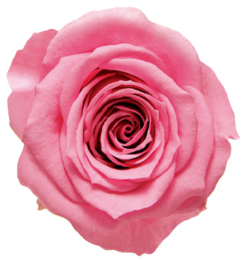 ヴェルメイユ　モナリザ3輪入 　マドレーヌピンク