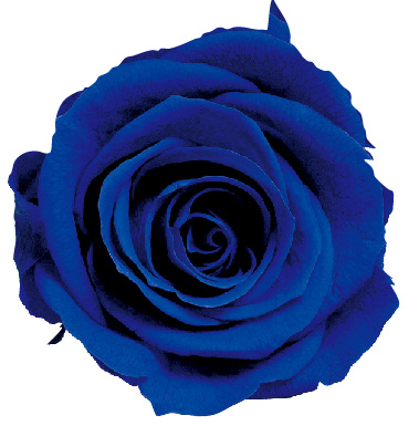 ヴェルメイユ　モナリザ3輪入 　サファイアブルー