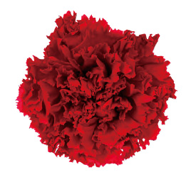 ヴェルメイユ　カーネーション6輪入 　レッド