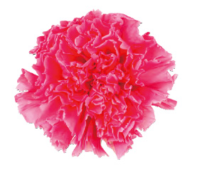 ヴェルメイユ　カーネーション6輪入 　マドレーヌピンク