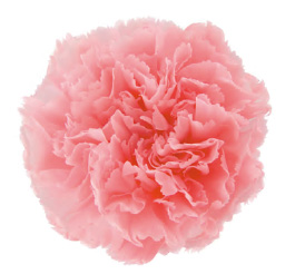 ヴェルメイユ　カーネーション6輪入 　ベイビーピンク