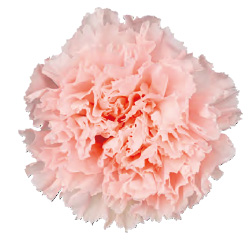 ヴェルメイユ　カーネーション6輪入 　ピンクシャンペーン