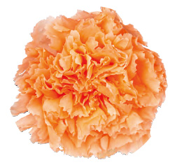 ヴェルメイユ　カーネーション6輪入 　ピーチ