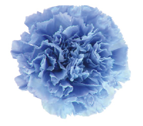 ヴェルメイユ　カーネーション6輪入 　マリンブルー