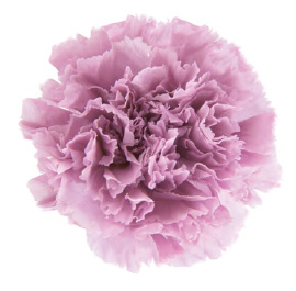 ヴェルメイユ　カーネーション6輪入 　ライラック