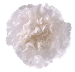 ヴェルメイユ　カーネーション6輪入 　プリンセスホワイト