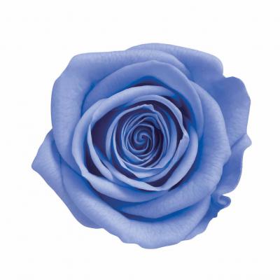 ヴェルメイユ　アイネスシスター 8輪入 マリンブルー