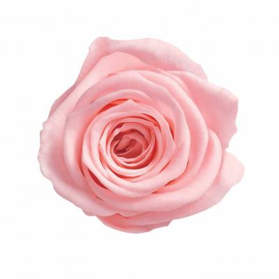 ヴェルメイユ　アヴァ 16輪入 ベイビーピンク