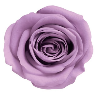 ヴェルメイユ　アイネスシスター 8輪入 ライラック