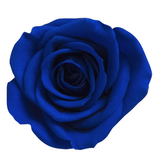 ヴェルメイユ　アイネスシスター 8輪入 NEWサファイアブルー