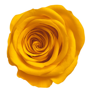 ヴェルメイユ　アイネスシスター 8輪入 サフランイエロー