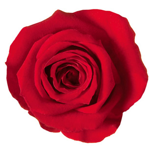 ヴェルメイユ　アイネスシスター 8輪入 レッド